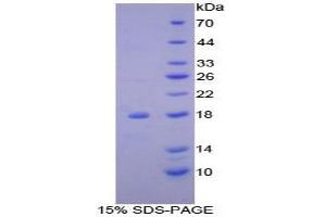SDS-PAGE analysis of Mouse ACP Protein. (NDUFAB1 Protéine)
