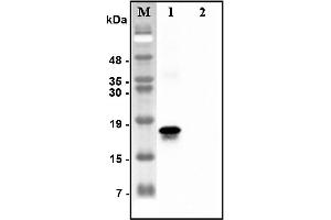 Western blot analysis of recombinant human CTRPs using anti-CTRP7 (human), pAb  at 1:4,000 dilution. (CTRP7 anticorps)