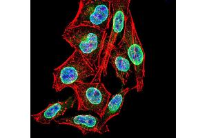 Immunofluorescence analysis of Hela cells using PER3 mouse mAb (green).