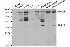 Western Blotting (WB) image for anti-NK2 Homeobox 5 (NKX2-5) antibody (ABIN1876852) (NK2 Homeobox 5 anticorps)