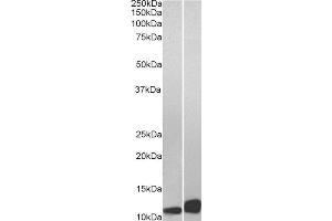 ABIN2563866 (0. (MIF anticorps  (C-Term))