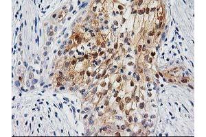 Image no. 1 for anti-Ubiquitin-Like 4A (UBL4A) antibody (ABIN1501650)