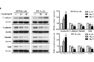Effects of celastrol on cell proliferation and EMT-related protein expression in CRC cells in vitro. (SNAI1, SNAI2, SNAI3 (AA 188-264) anticorps)