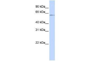 WB Suggested Anti-NFIC Antibody Titration:  0. (NFIC anticorps  (Middle Region))
