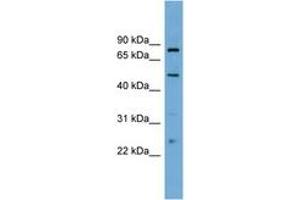 Image no. 1 for anti-Transcription Factor EB (TFEB) (AA 395-444) antibody (ABIN6745235) (TFEB anticorps  (AA 395-444))