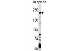 Western Blotting (WB) image for anti-Neogenin 1 (NEO1) antibody (ABIN2999720)