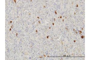 Immunoperoxidase of monoclonal antibody to FGF1 on formalin-fixed paraffin-embedded human spleen. (FGF1 anticorps  (AA 46-155))