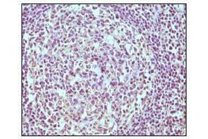 Immunohistochemical analysis of paraffin-embedded human normal lymph node, showing cytoplasmic localization using CD19 antibody with DAB staining. (CD19 anticorps)