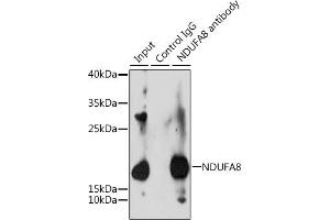 Immunoprecipitation analysis of 200 μg extracts of 293T cells, using 3 μg NDUF antibody (ABIN6132401, ABIN6144467, ABIN6144468 and ABIN6215694). (NDUFA8 anticorps  (AA 33-172))