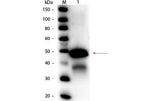 Western Blot of Rabbit anti-Ovalbumin Peroxidase Conjugated Antibody. (Ovalbumin anticorps  (HRP))