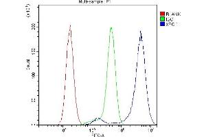 Flow Cytometry analysis of U87 cells using anti-CRM1 antibody (ABIN4886771). (XPO1 anticorps  (AA 966-1071))