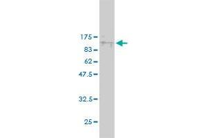 Western Blot detection against Immunogen (85.