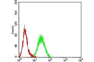 Flow cytometric analysis of Hela cells using KMT2D mouse mAb (green) and negative control (red).