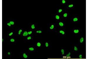 Image no. 2 for anti-High Mobility Group Box 2 (HMGB2) (AA 1-196) antibody (ABIN466037) (HMGB2 anticorps  (AA 1-196))