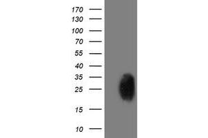 Western Blotting (WB) image for anti-phosphoglycerate Mutase 2 (Muscle) (PGAM2) antibody (ABIN1500173) (PGAM2 anticorps)