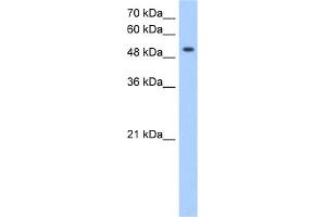 WB Suggested Anti-MFNG Antibody Titration:  0.