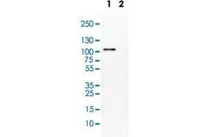 Western Blot (Tissue lysate) analysis of (1) mouse liver, (2) rat liver. (PCDH18 anticorps)