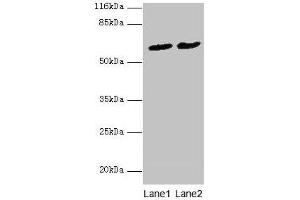Western blot All lanes: PDZD3 antibody at 2 μg/mL Lane 1: Mouse kidney tissue Lane 2: Mouse heart tissue Secondary Goat polyclonal to rabbit IgG at 1/10000 dilution Predicted band size: 62, 55, 53, 42, 25 kDa Observed band size: 62 kDa (PDZD3 anticorps  (AA 42-291))