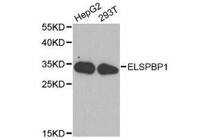 Western blot analysis of extracts of various cell lines, using ELSPBP1 antibody. (ELSPBP1 anticorps  (AA 1-223))