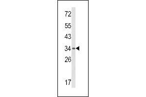 Western blot analysis of BAT4 Antibody (C-term) (ABIN652667 and ABIN2842448) in mouse spleen tissue lysates (35 μg/lane).