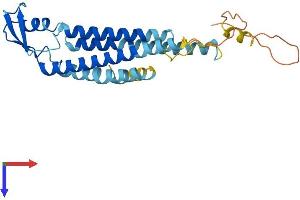 Gap Junction Protein, beta 3, 31kDa (GJB3) (AA 1-270) protein (His tag)