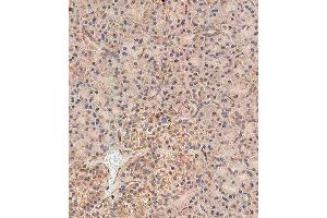 Immunohistochemical analysis of paraffin-embedded human pancreas tissue using (ABIN655750 and ABIN2845194) performed on the Leica® BOND RXm. (NOD1 anticorps  (C-Term))