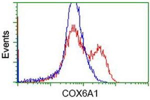 Flow Cytometry (FACS) image for anti-Cytochrome C Oxidase Subunit VIa Polypeptide 1 (COX6A1) antibody (ABIN1497583) (COX6A1 anticorps)