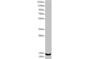 Western blot All lanes: UQCC2 antibody at 1.
