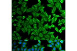 Immunofluorescence analysis of HeLa cells using KLKB1 Polyclonal Antibody