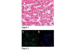 Figure 1: ABIN185213 (5µg/ml) staining of paraffin embedded Human Liver. (IFT74 anticorps  (C-Term))