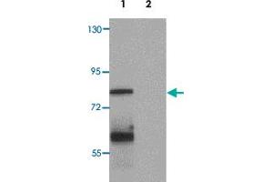 Western blot analysis of MSI2 in EL4 cell lysate with MSI2 polyclonal antibody  at 1 ug/mL.