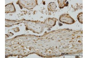 Immunoperoxidase of monoclonal antibody to RPS7 on formalin-fixed paraffin-embedded human placenta.
