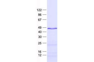 Validation with Western Blot (FEZF2 Protein (His tag))