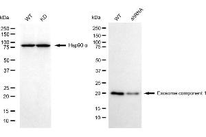 Western blotting analysis using exosome component 1 antibody (ABIN7798546). (EXOSC1 anticorps)