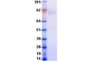 Validation with Western Blot (MERTK Protein (DYKDDDDK-His Tag))