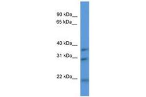 Image no. 1 for anti-NECAP Endocytosis Associated 1 (NECAP1) (AA 90-139) antibody (ABIN6746404) (NECAP1 anticorps  (AA 90-139))