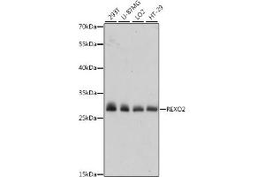 Western blot analysis of extracts of various cell lines, using REXO2 antibody (ABIN7269955) at 1:1000 dilution. (REXO2 anticorps  (AA 26-237))