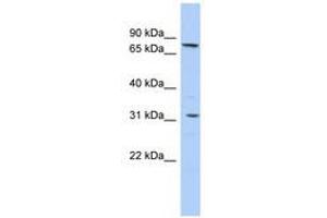 Image no. 1 for anti-Solute Carrier Family 23 (Nucleobase Transporters), Member 2 (SLC23A2) (AA 251-300) antibody (ABIN6740847)