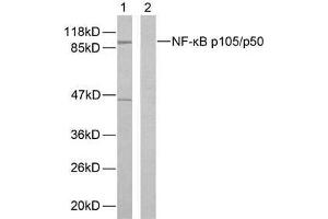 Western blot analysis of extracts from HeLa cells using NF-κB p105/p50 (Ab-893) antibody (E021018). (NFKB1 anticorps)