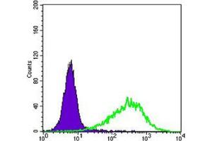 anti-RAB25, Member RAS Oncogene Family (RAB25) antibody
