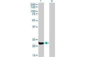 Western Blot analysis of PLDN expression in transfected 293T cell line by PLDN monoclonal antibody (M01), clone 2H8. (Pallidin anticorps  (AA 1-99))