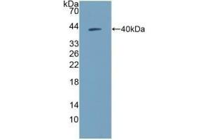 Detection of Recombinant NPY, Human using Polyclonal Antibody to Neuropeptide Y (NPY) (NPY anticorps  (AA 30-97))