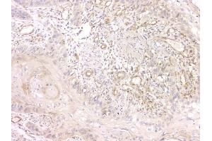 IHC analysis of SRCIN1 using anti-SRCIN1 antibody (ABIN6719623).