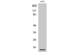 Western Blotting (WB) image for anti-Ribosomal Protein L28 (RPL28) (Internal Region) antibody (ABIN3177236) (RPL28 anticorps  (Internal Region))