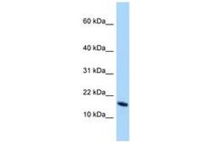 Image no. 1 for anti-OCIA Domain Containing 2 (OCIAD2) (N-Term) antibody (ABIN6748208)
