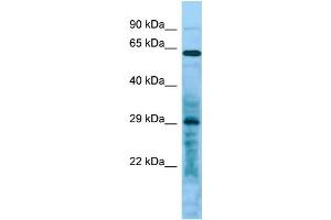 Host: Rabbit Target Name: LRRC10 Sample Type: Hela Whole Cell lysates Antibody Dilution: 1. (LRRC10 anticorps  (C-Term))