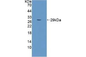 Figure. (SCO2 anticorps  (AA 42-266))