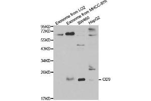 Western blot analysis of extracts of various cell lines, using CD9 antibody. (CD9 anticorps  (AA 112-195))