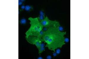 Anti-BTN1A1 mouse monoclonal antibody (ABIN2452839) immunofluorescent staining of COS7 cells transiently transfected by pCMV6-ENTRY BTN1A1 (RC223852). (BTN1A1 anticorps)
