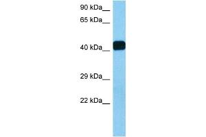 Host:  Mouse  Target Name:  HIPK2  Sample Tissue:  Mouse Heart  Antibody Dilution:  1ug/ml (HIPK2 anticorps  (Middle Region))